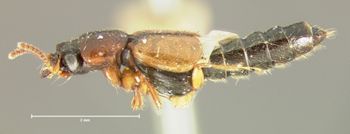 Media type: image; Entomology 6527   Aspect: habitus lateral view